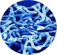 Longo Bifidobacterium