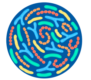 Pó de probióticos anti-helicobacter pylori premix para adulto