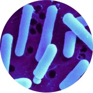 Fornecer aprimoração imune lactobacillus reuteri pó proteger probióticos estomacal