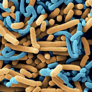 Monostrain probióticos em pó lactobacillus fermentum na indústria de alimentos para suco de frutas vegetais