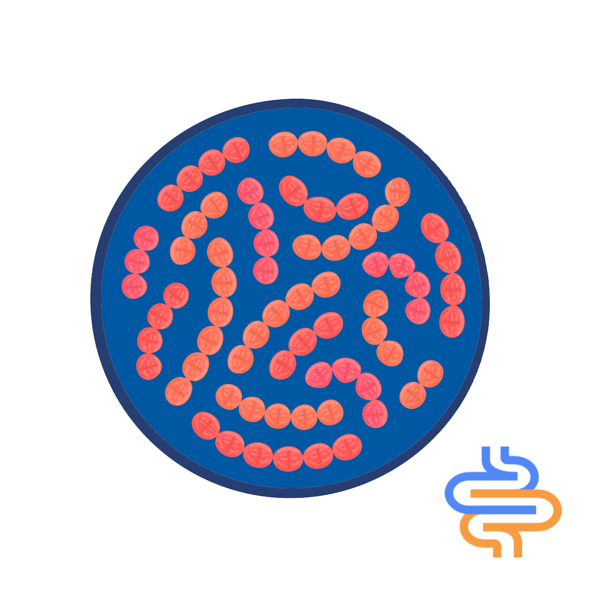 Fórmula de probióticos mistos para proteger o pó de probióticos de saúde intestinal