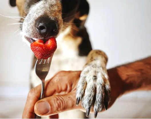 cães podem ter pectina