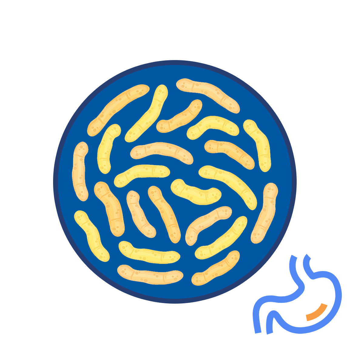 Pó de probióticos anti-helicobacter pylori premix para adulto