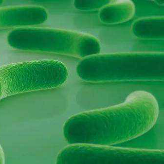 Monostrain probióticos em pó alimento grau lactobacillus acidophilus